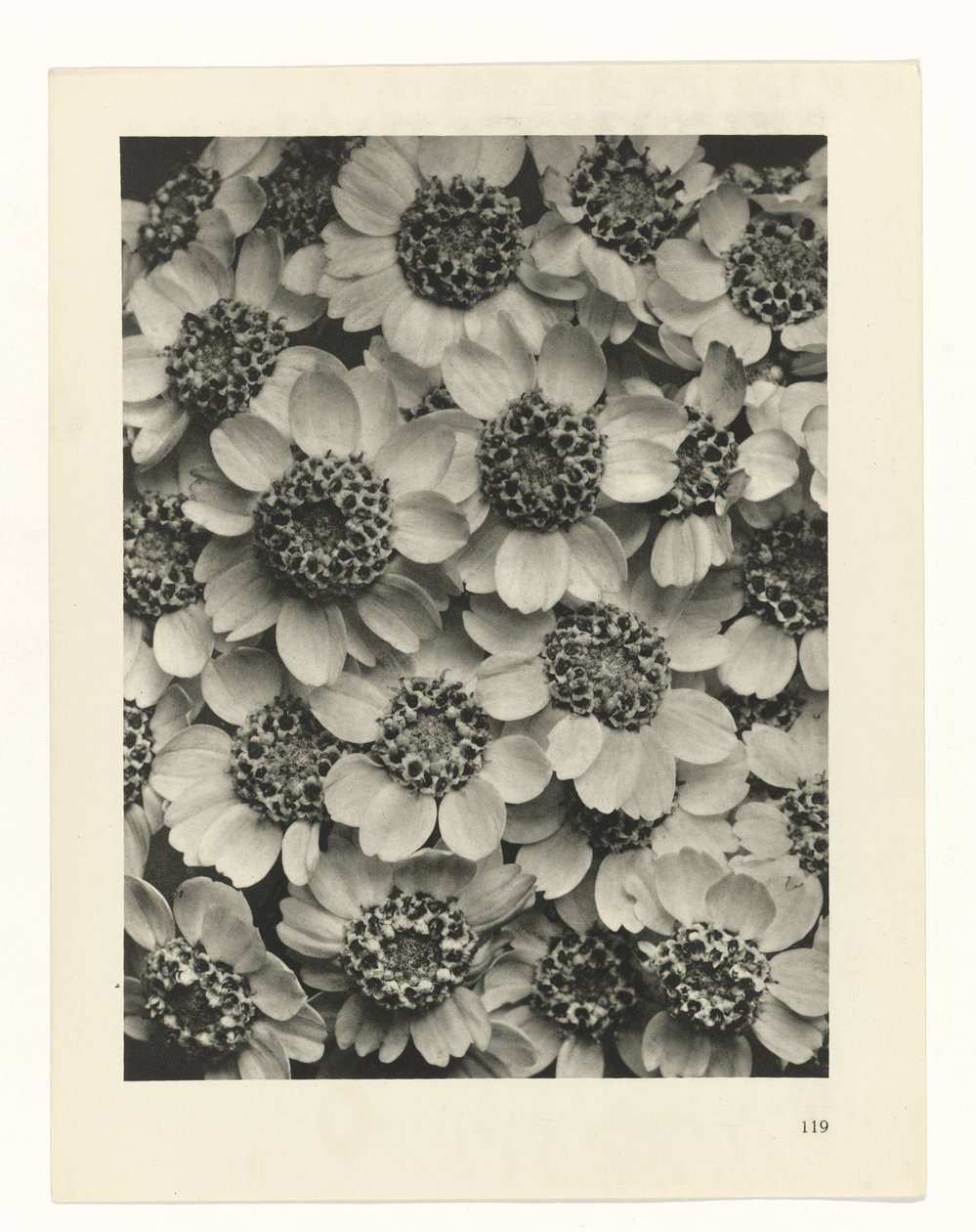 plánovat studii Archetypy umění (název série) od Karl Blossfeldt