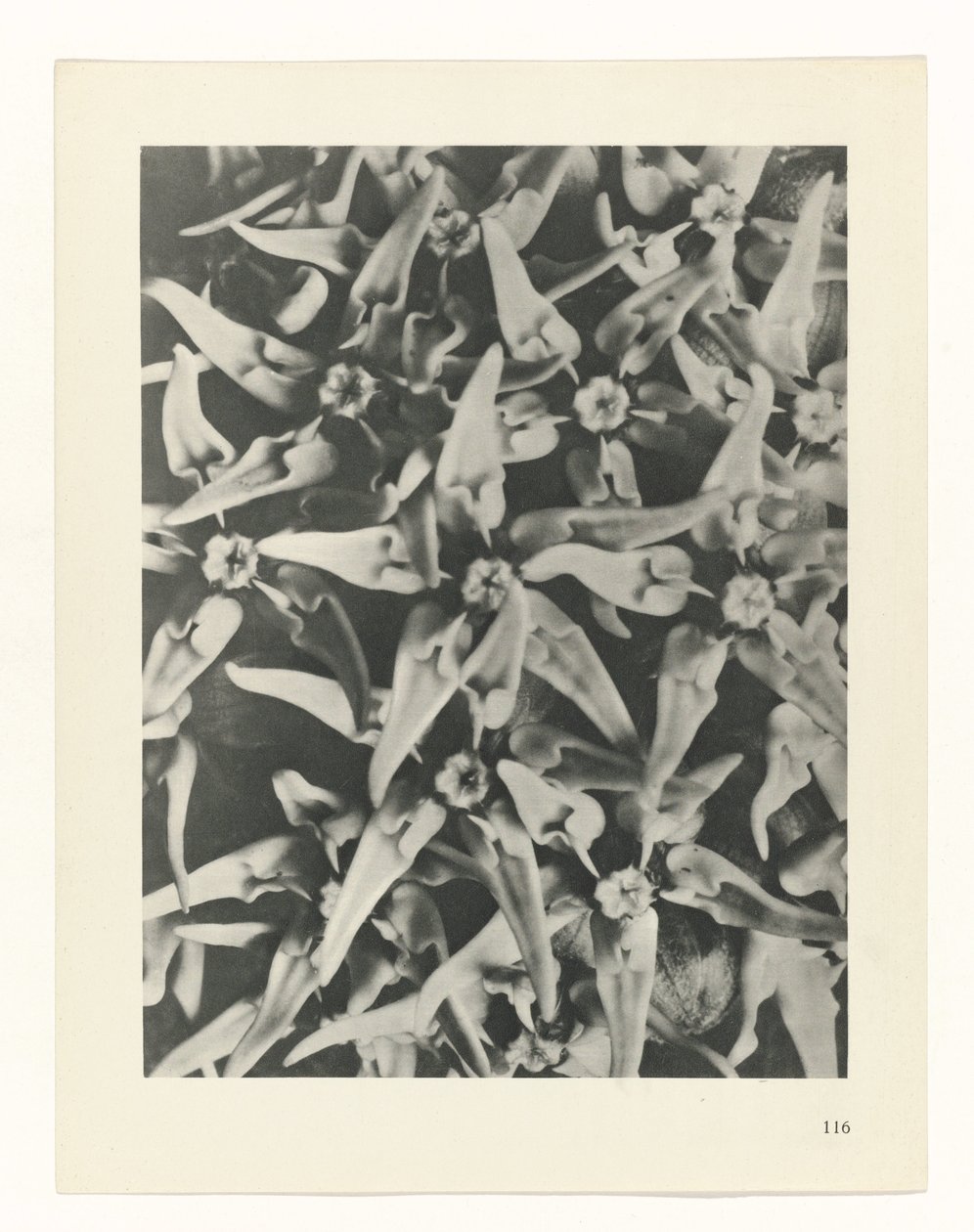 plánovat studii Archetypy umění (název série) od Karl Blossfeldt