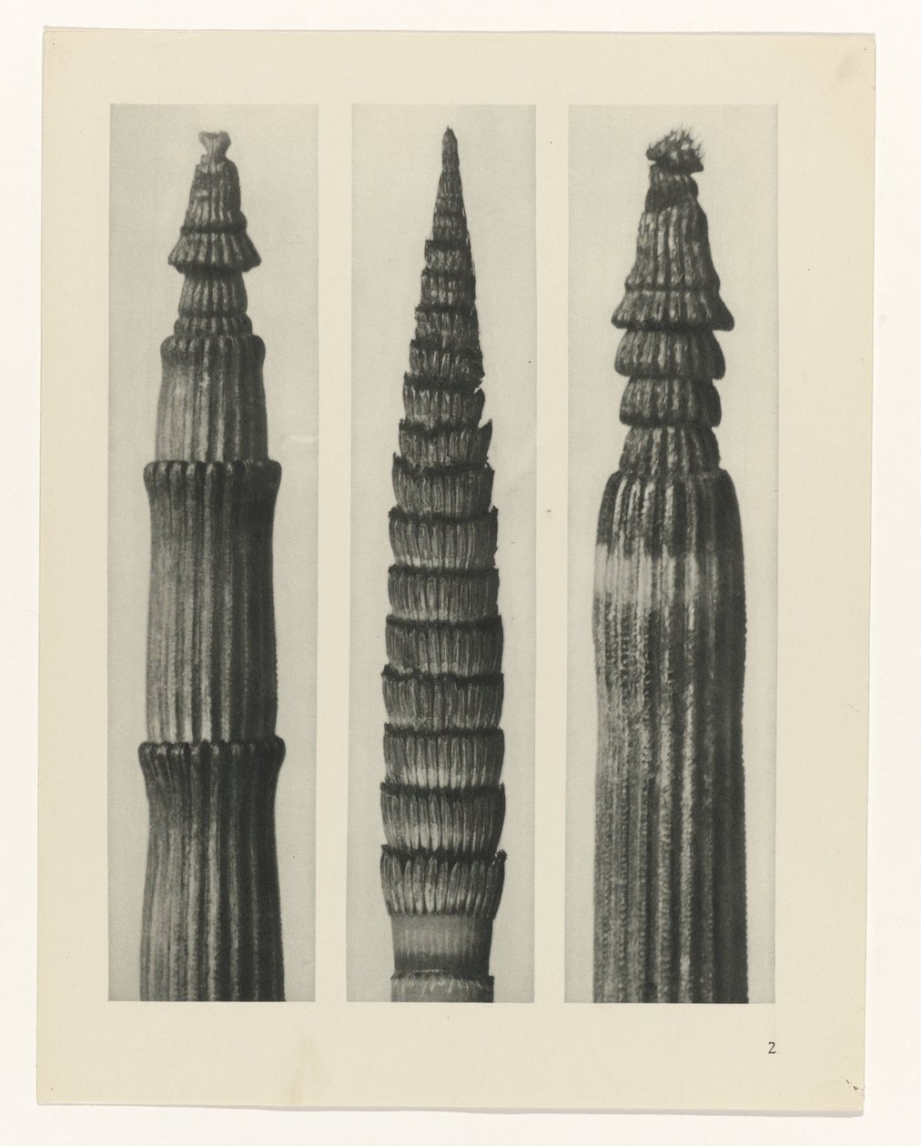 plánovat studii Archetypy umění (název série) od Karl Blossfeldt