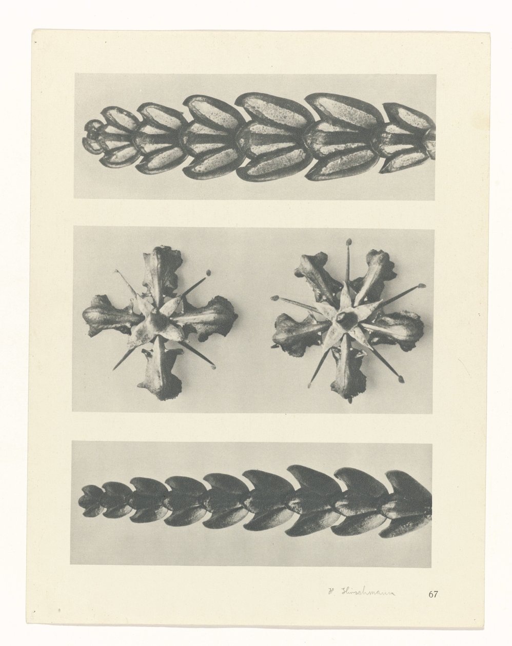 plánovat studii Archetypy umění (název série) od Karl Blossfeldt