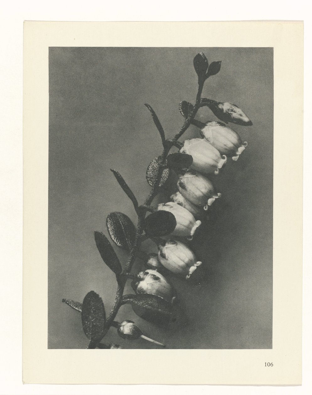 plánovat studii Archetypy umění (název série) od Karl Blossfeldt