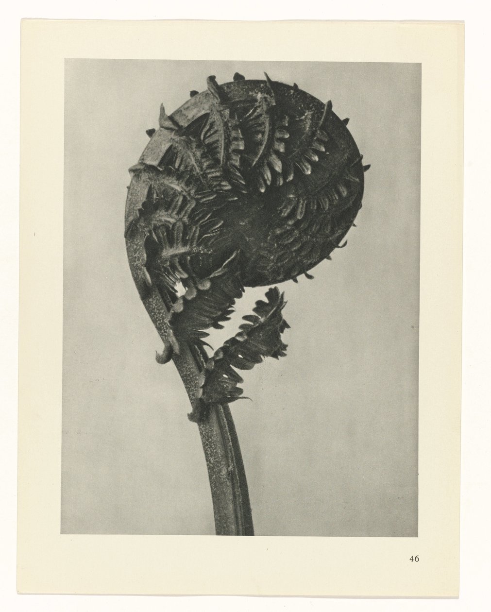 plánovat studii Archetypy umění (název série) od Karl Blossfeldt