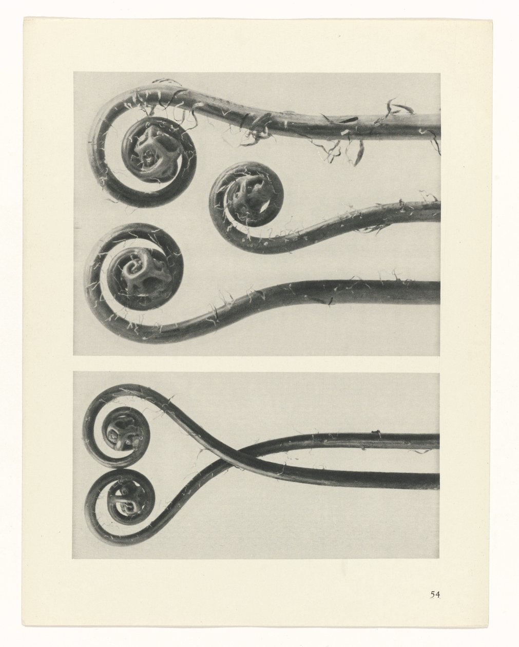 plánovat studii Archetypy umění (název série) od Karl Blossfeldt