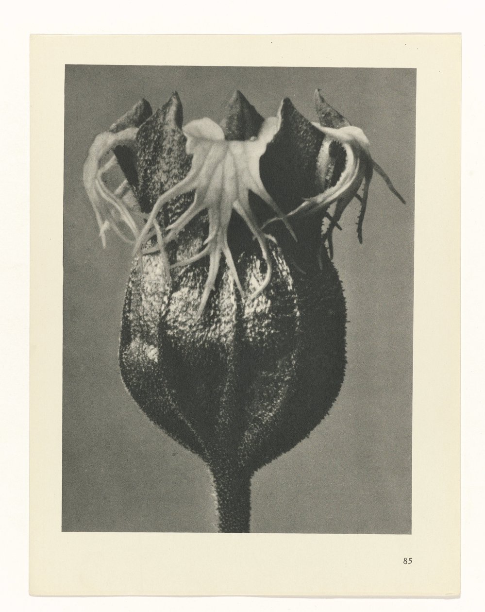 plánovat studii Archetypy umění (název série) od Karl Blossfeldt