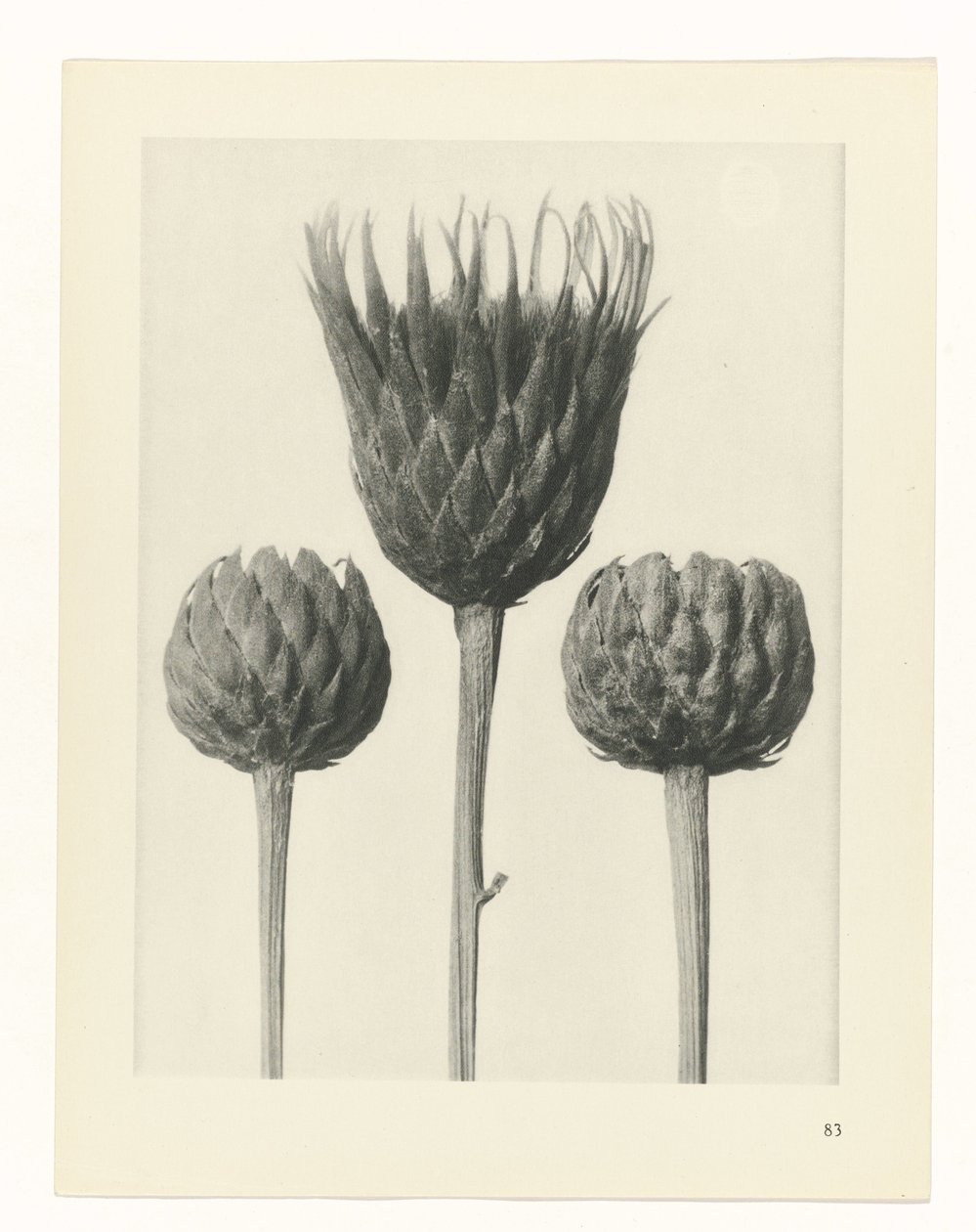 plánovat studii Archetypy umění (název série) od Karl Blossfeldt