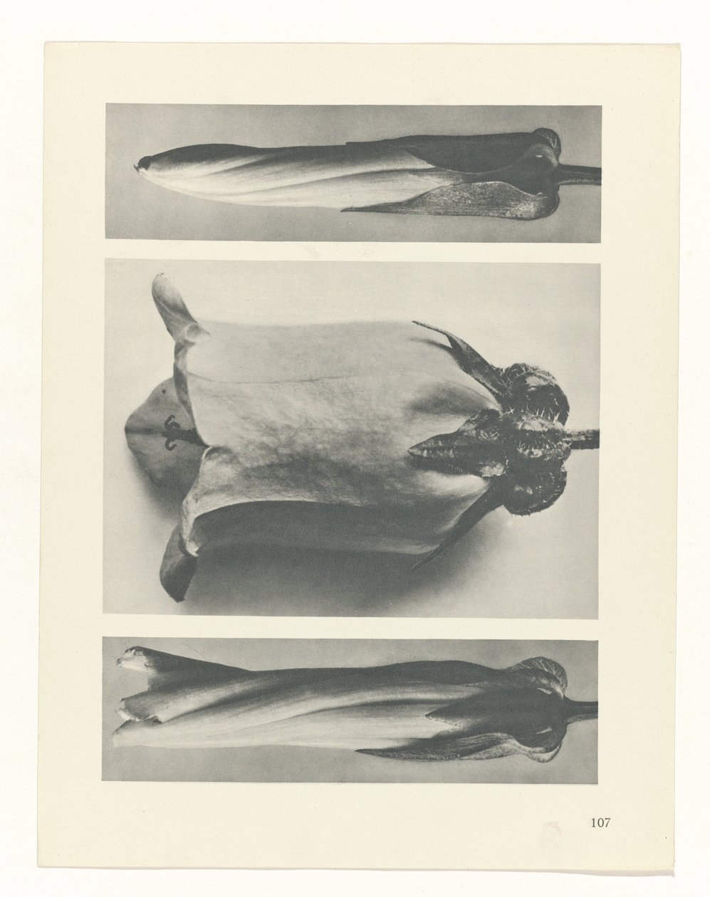 plánovat studii Archetypy umění (název série) od Karl Blossfeldt