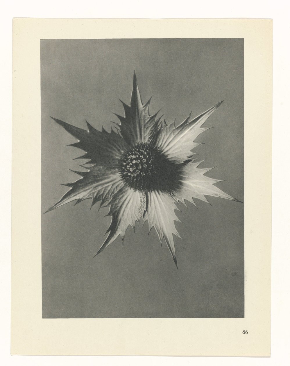 plánovat studii Archetypy umění (název série) od Karl Blossfeldt