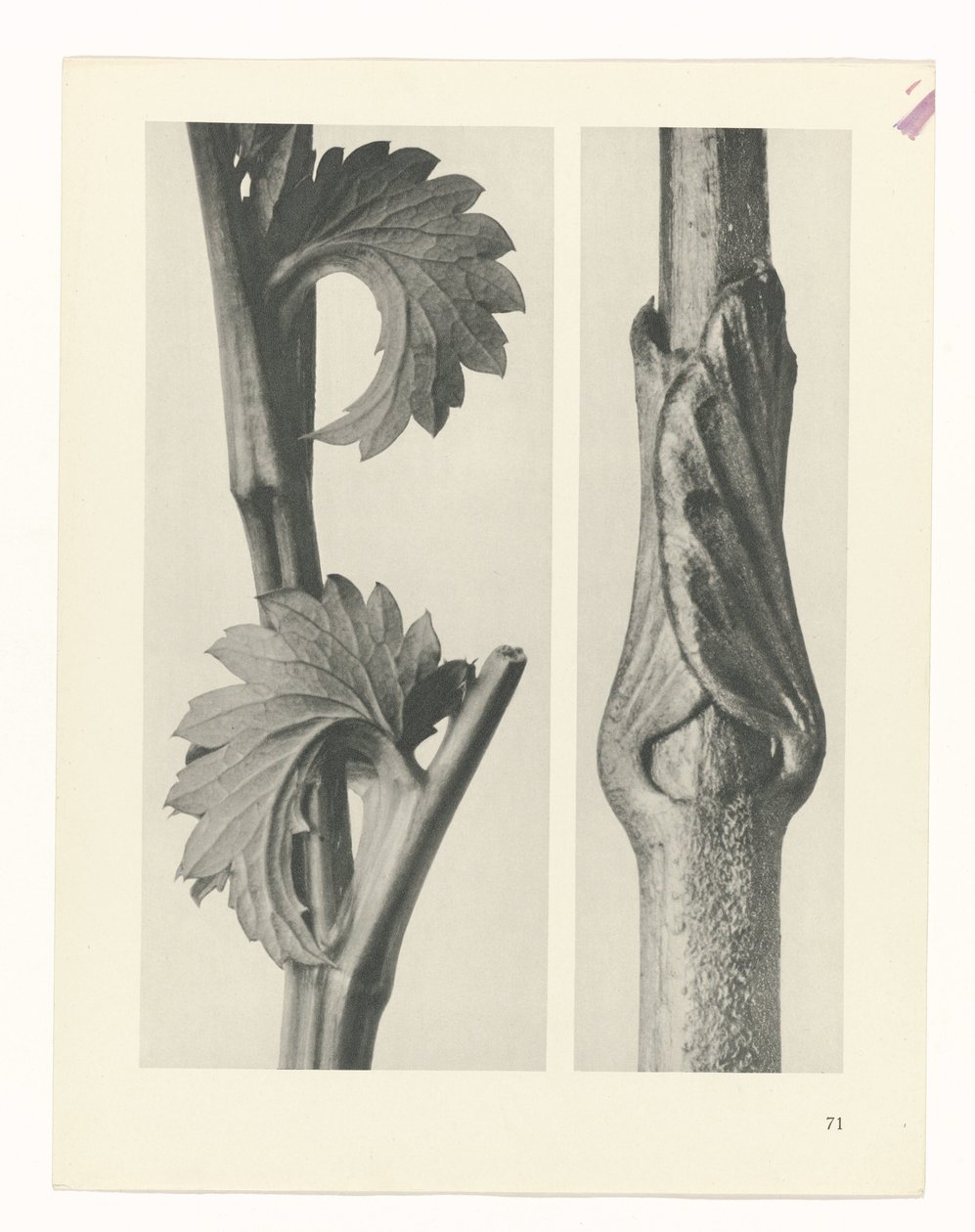 plánovat studii Archetypy umění (název série) od Karl Blossfeldt