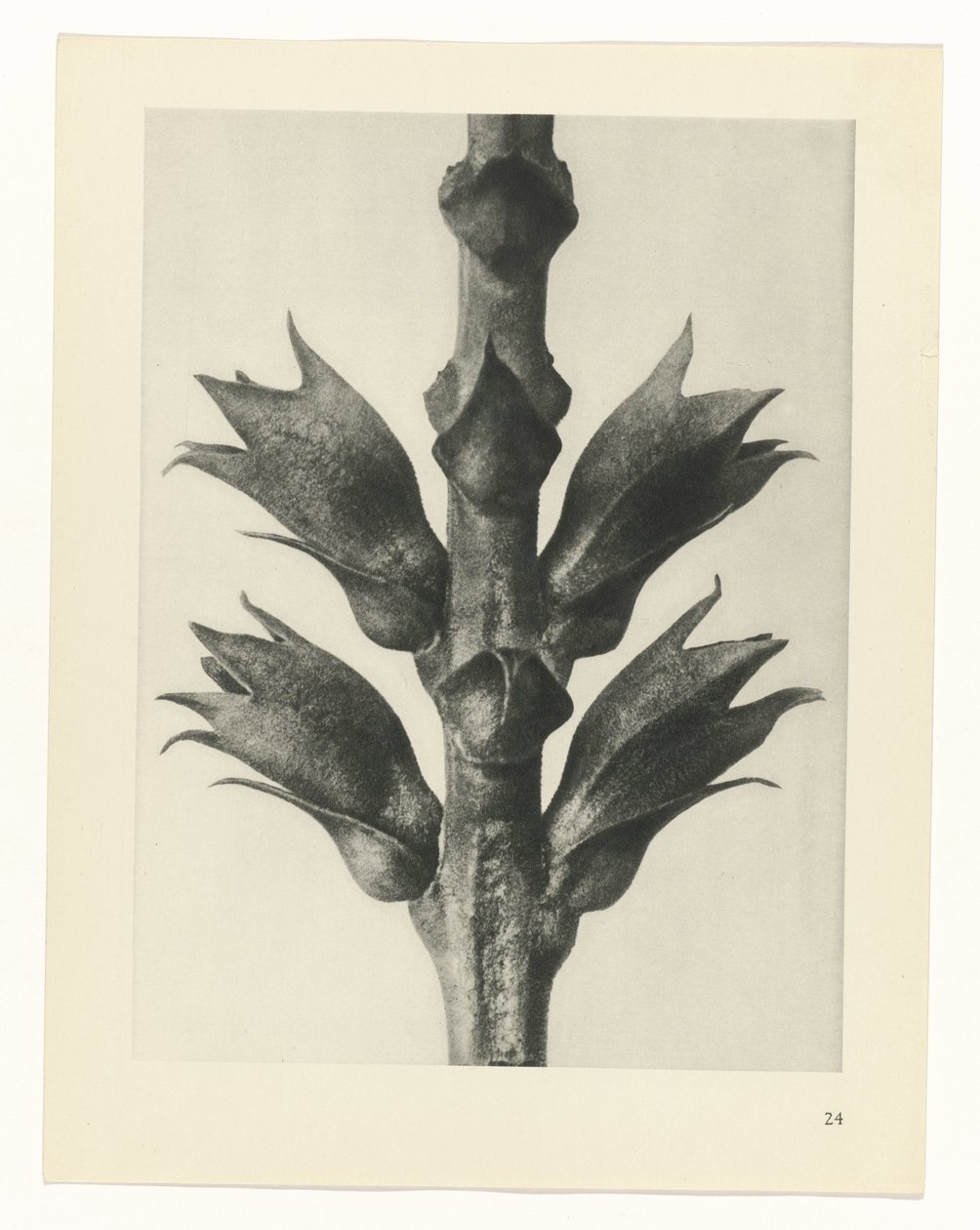plánovat studii Archetypy umění (název série) od Karl Blossfeldt
