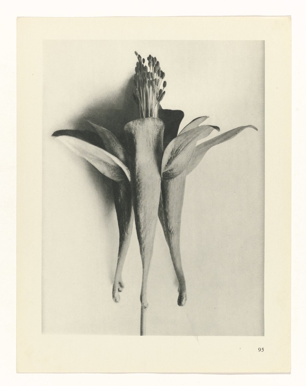 plánovat studii Archetypy umění (název série) od Karl Blossfeldt