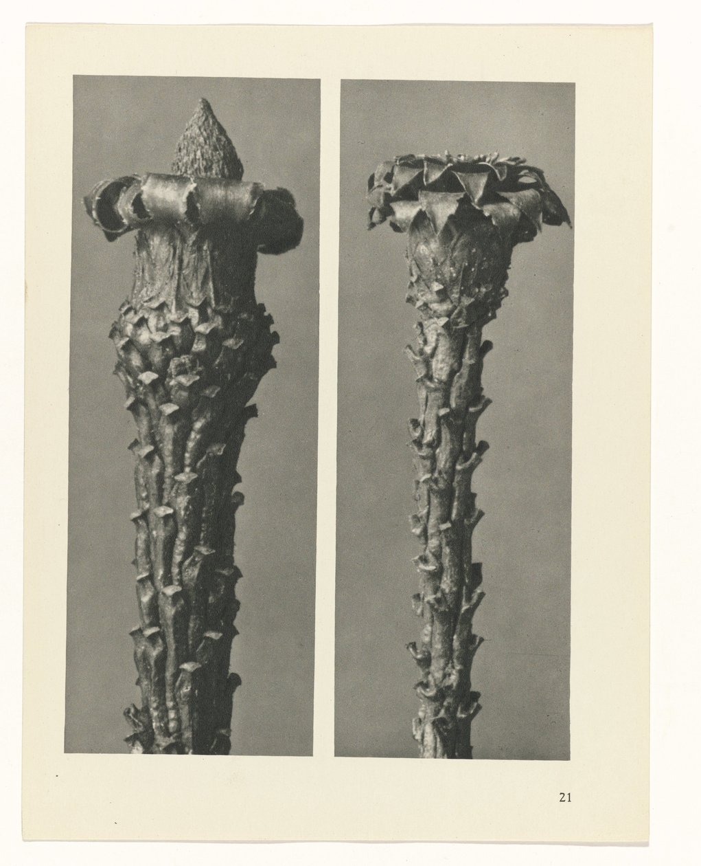 plánovat studii Archetypy umění (název série) od Karl Blossfeldt
