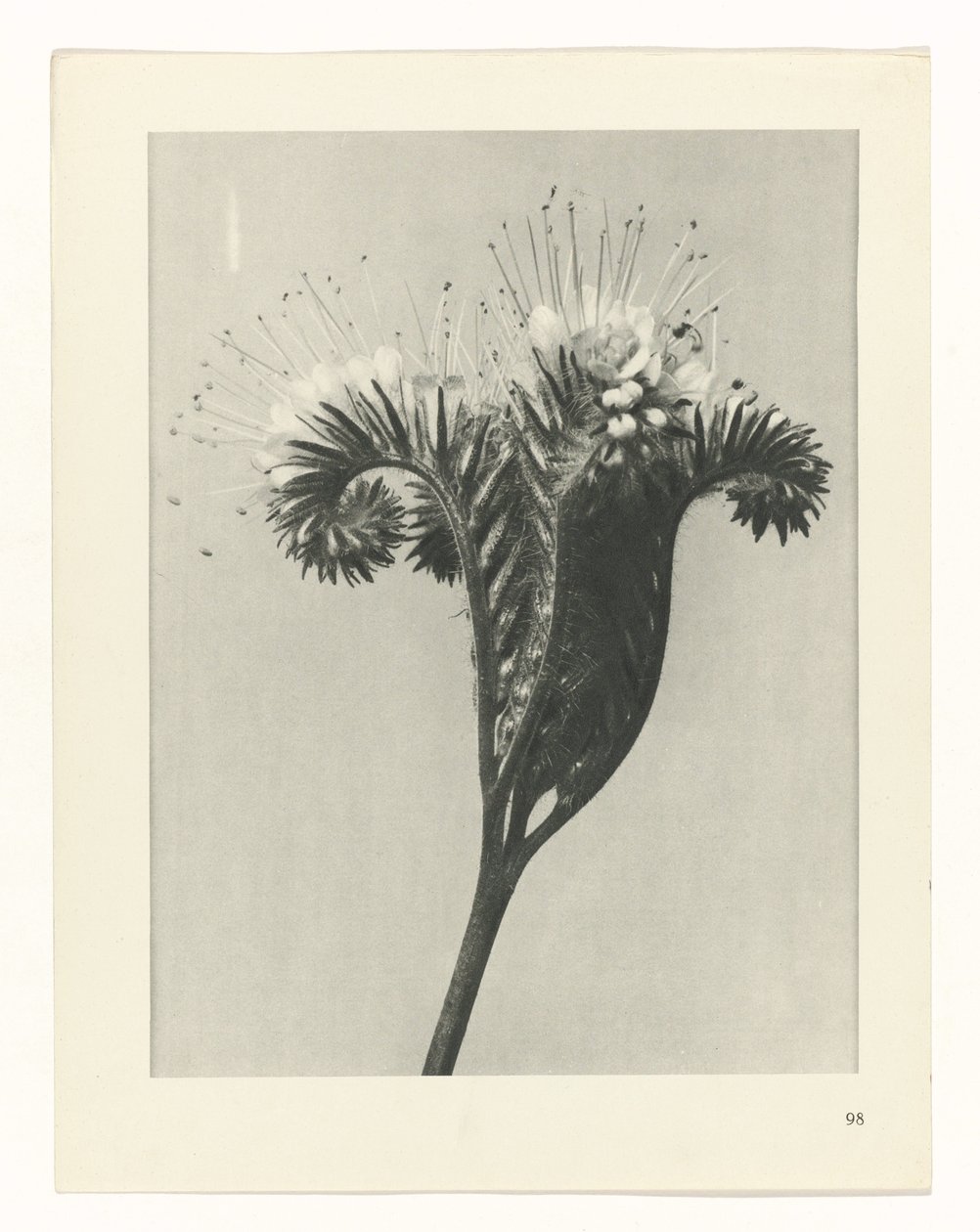 plánovat studii Archetypy umění (název série) od Karl Blossfeldt