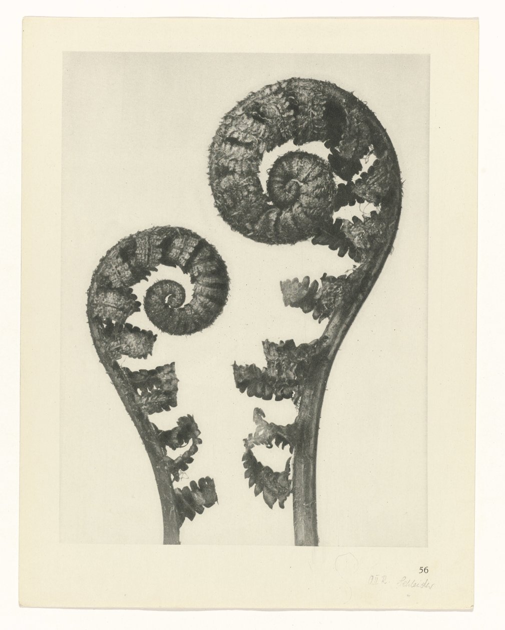 plánovat studii Archetypy umění (název série) od Karl Blossfeldt