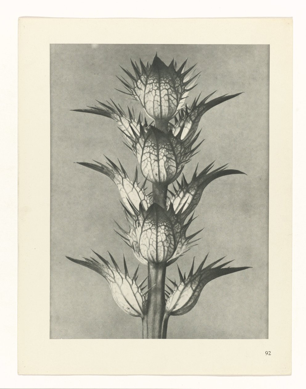 plánovat studii Archetypy umění (název série) od Karl Blossfeldt