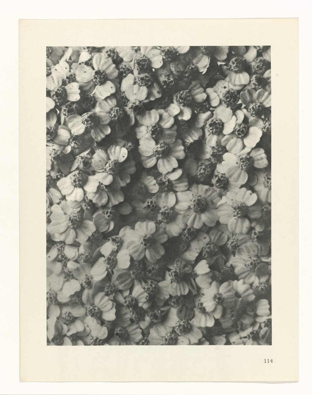 Plantstudie Urformen der Kunst (series title)   1329929   cs       czech Successfully Translated  Original: Volle maan en pijnboom Vergelijkingen tussen schoonheden en bloemen (series title) Bijin hana kurabe (series title on object) Translat: Volle maan e od Karl Blossfeldt