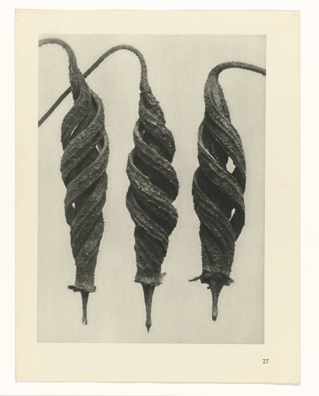 plánovat studii Archetypy umění (název série) od Karl Blossfeldt