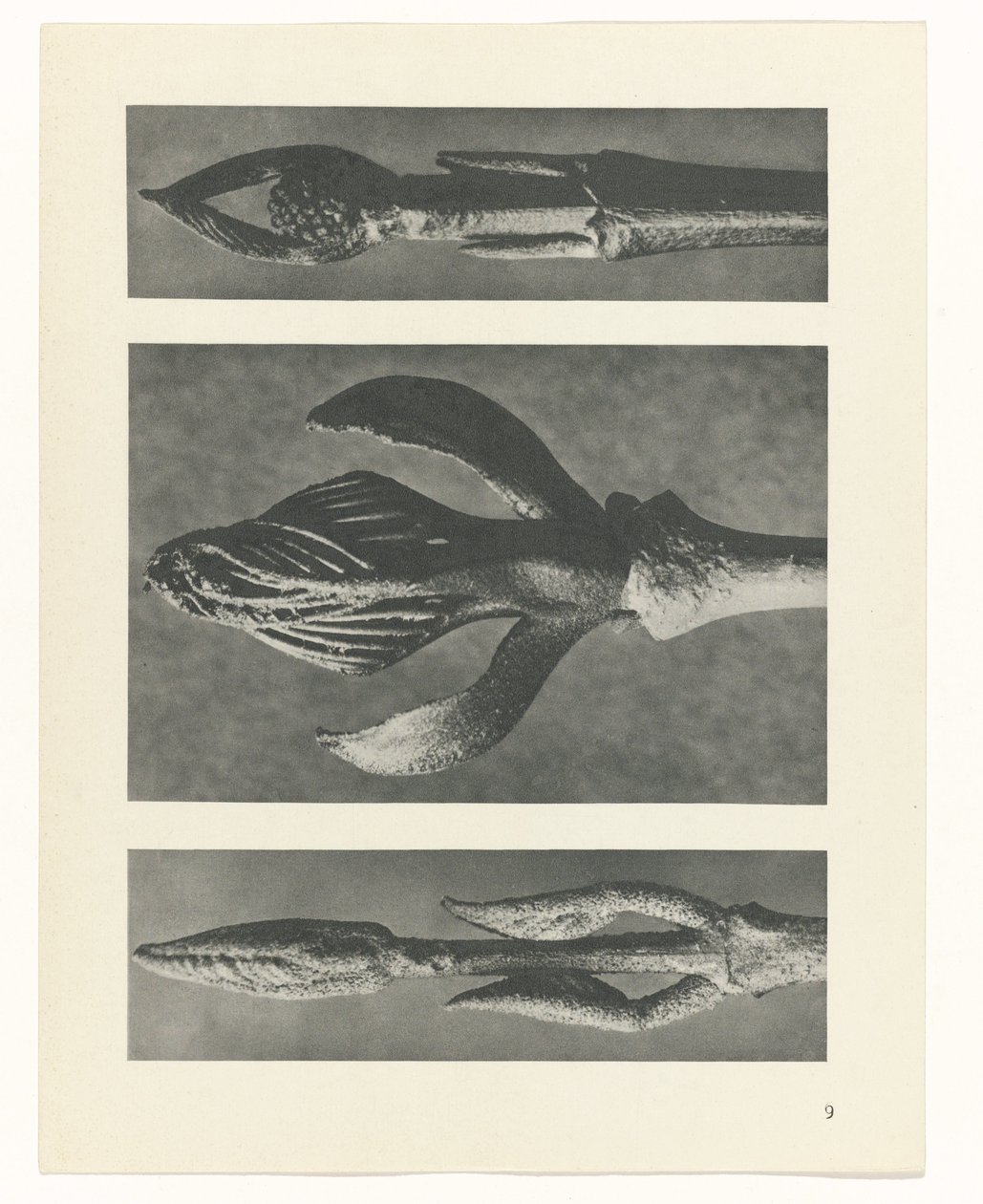 plánovat studii Archetypy umění (název série) od Karl Blossfeldt