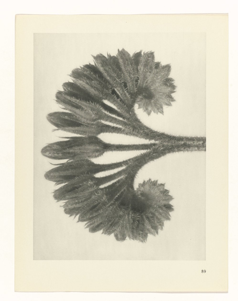 plánovat studii Archetypy umění (název série) od Karl Blossfeldt