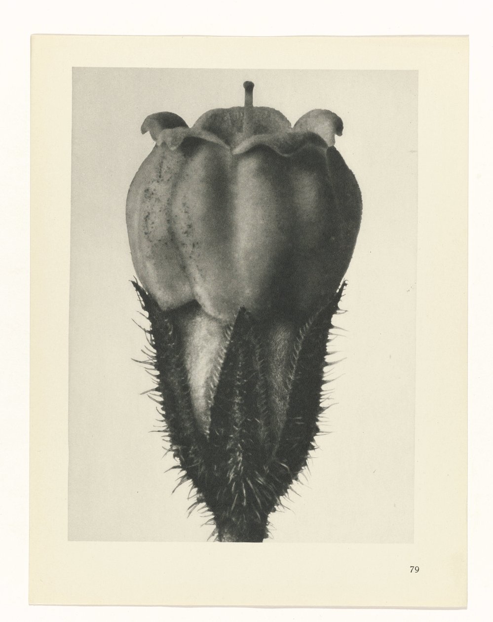 plánovat studii Archetypy umění (název série) od Karl Blossfeldt