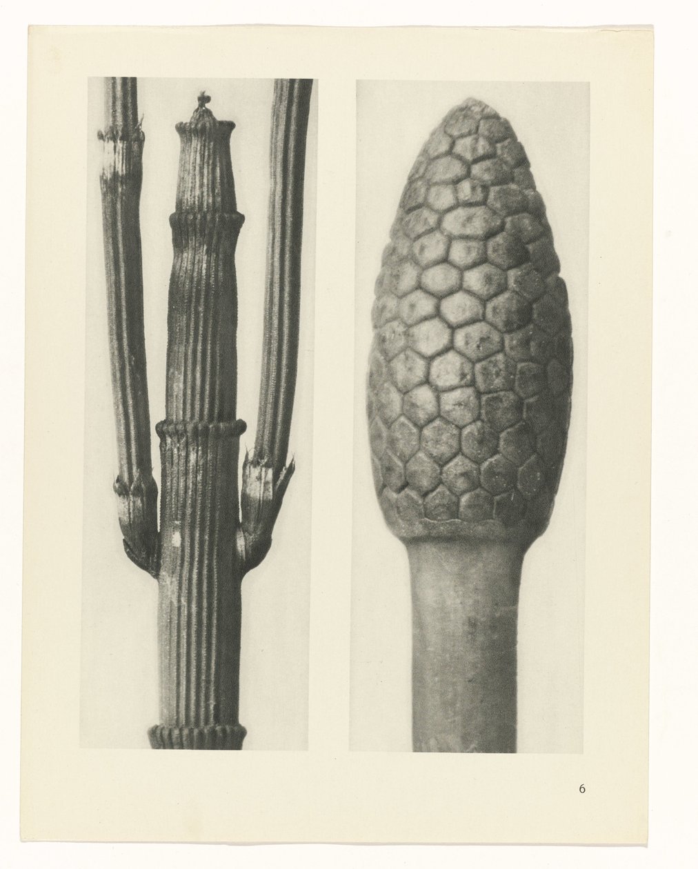 plánovat studii Archetypy umění (název série) od Karl Blossfeldt