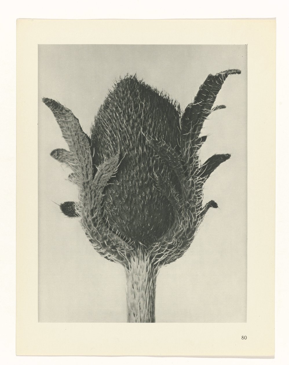 plánovat studii Archetypy umění (název série) od Karl Blossfeldt