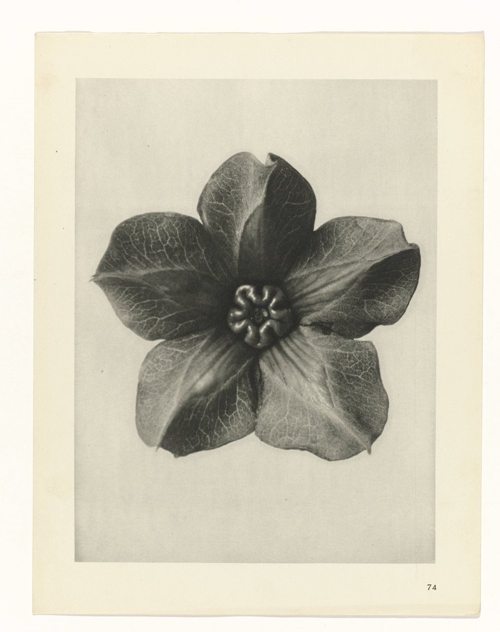 plánovat studii Archetypy umění (název série) od Karl Blossfeldt
