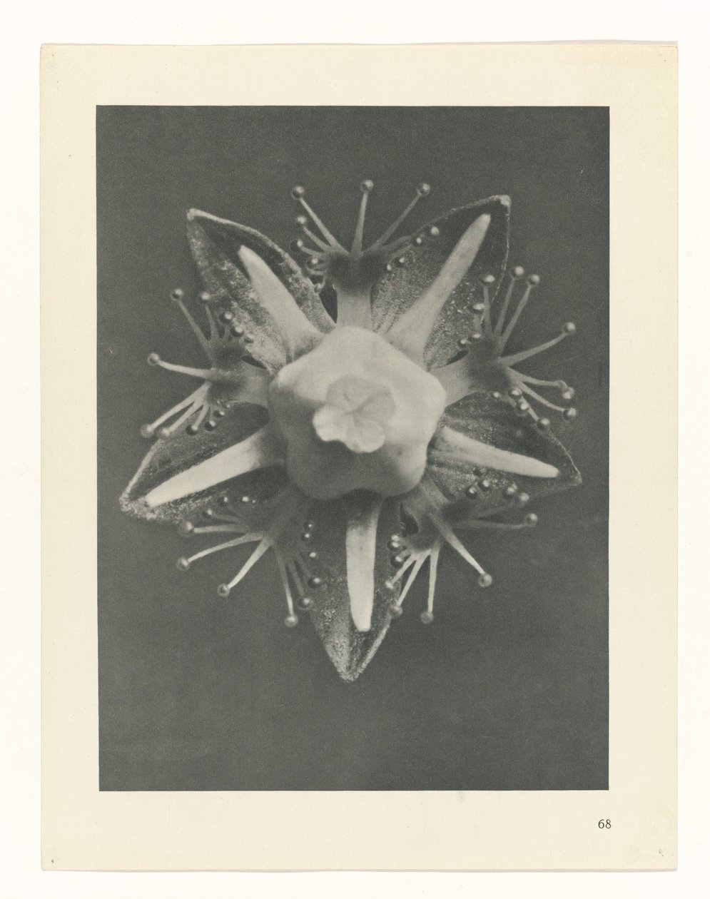 plánovat studii Archetypy umění (název série) od Karl Blossfeldt