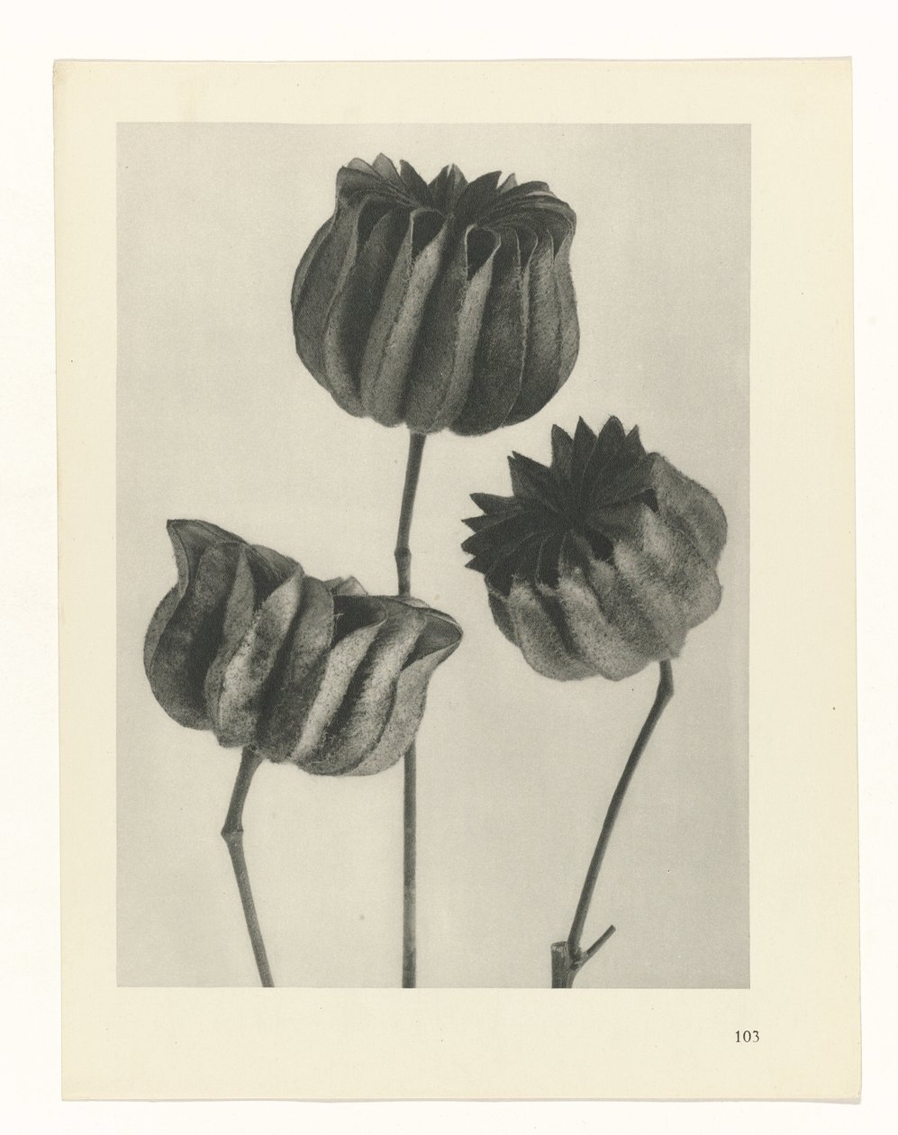 plánovat studii Archetypy umění (název série) od Karl Blossfeldt