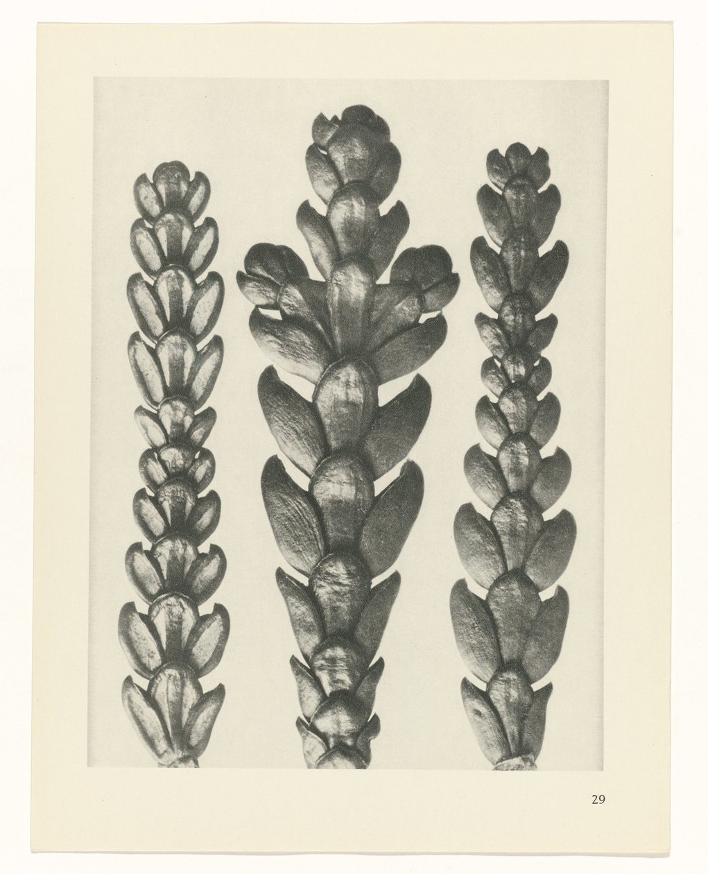 plánovat studii Archetypy umění (název série) od Karl Blossfeldt