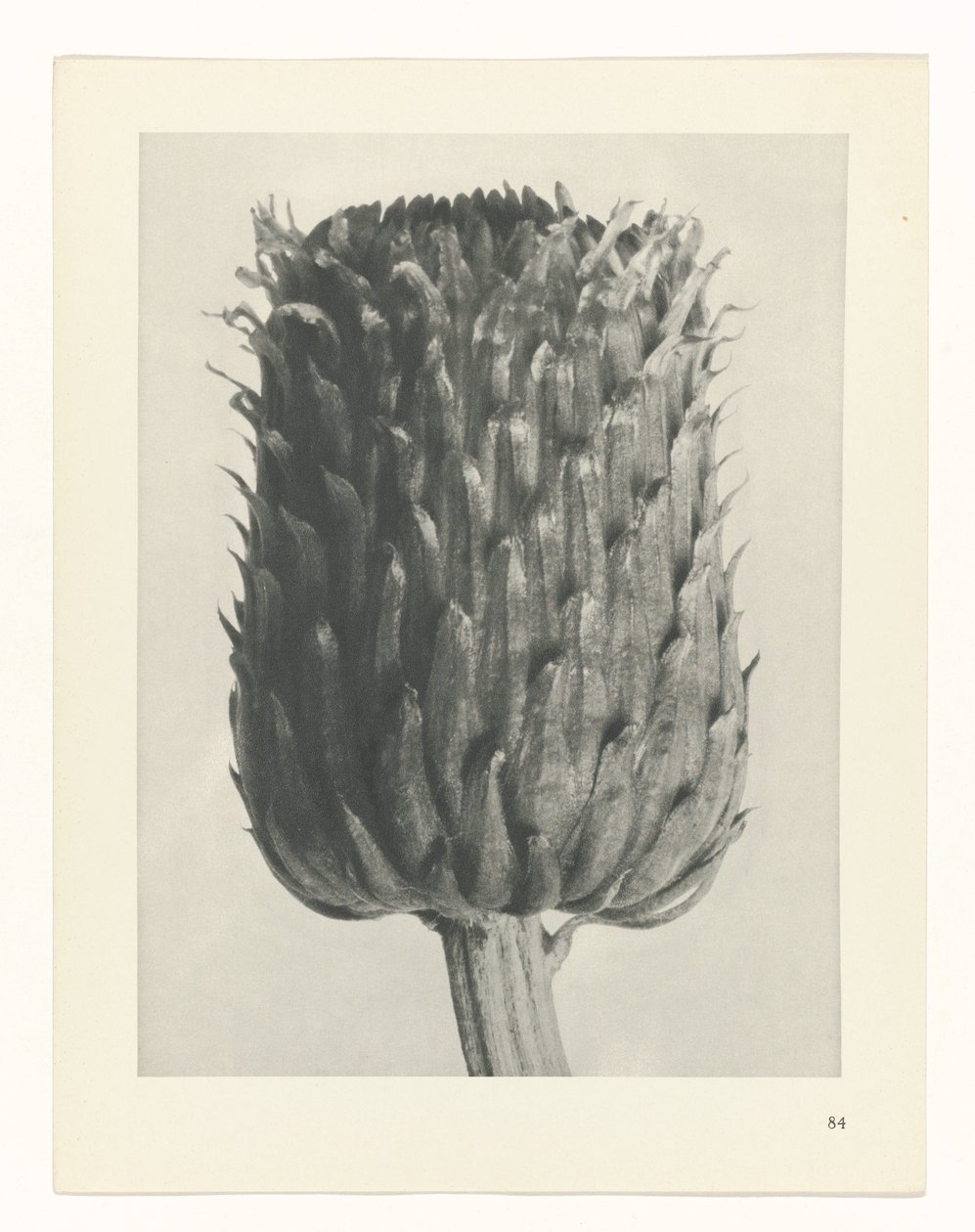 plánovat studii Archetypy umění (název série) od Karl Blossfeldt