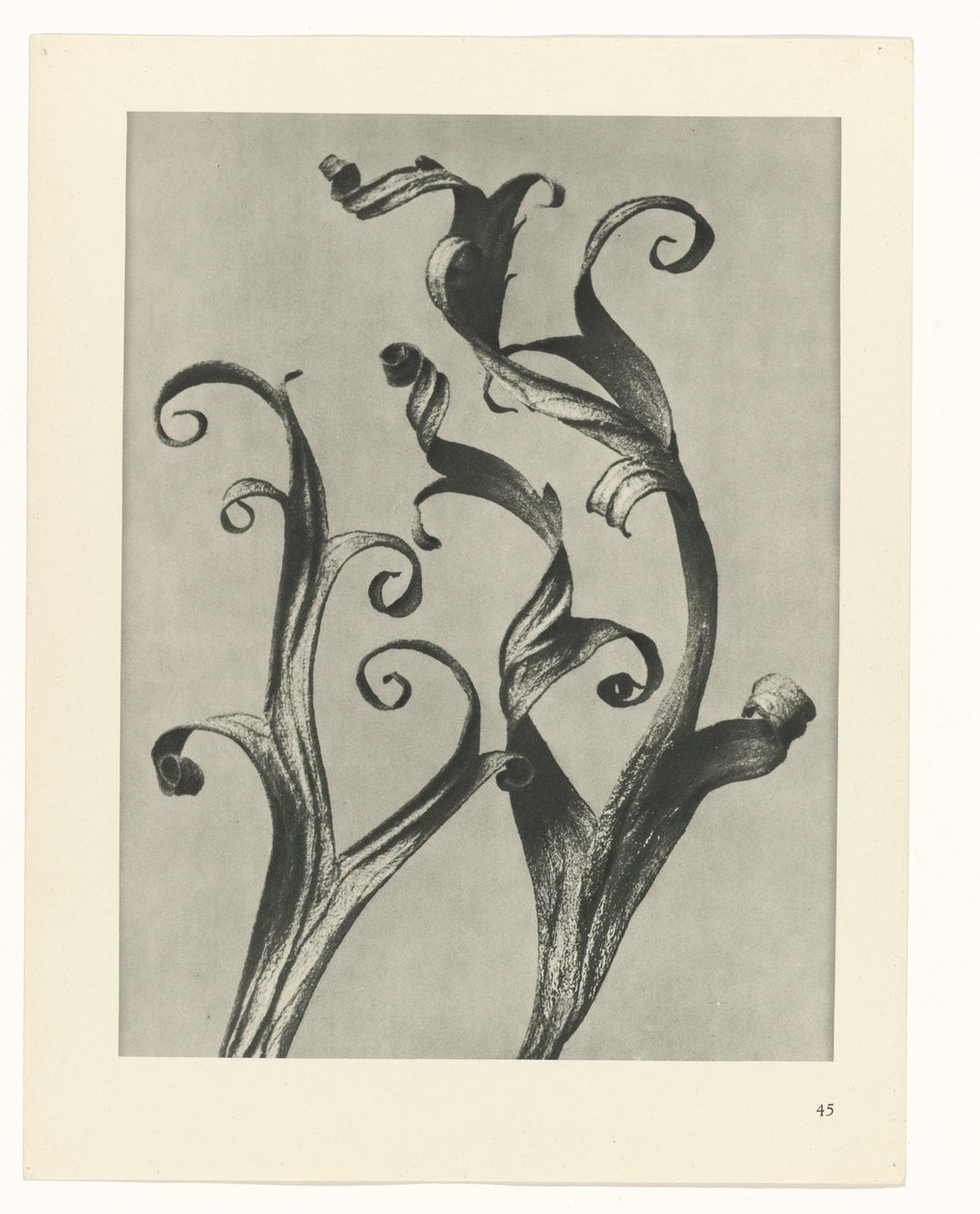 plánovat studii Archetypy umění (název série) od Karl Blossfeldt
