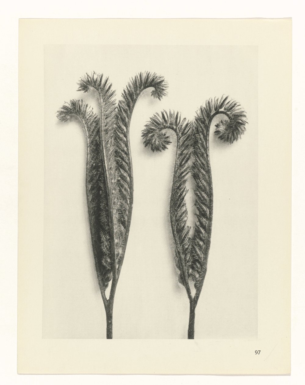 plánovat studii Archetypy umění (název série) od Karl Blossfeldt