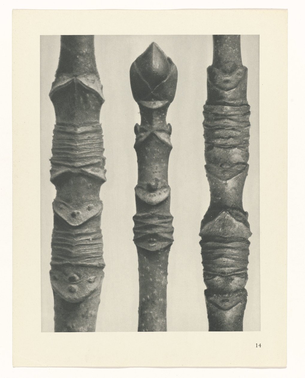 plánovat studii Archetypy umění (název série) od Karl Blossfeldt