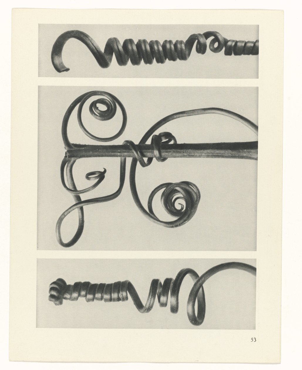 plánovat studii Archetypy umění (název série) od Karl Blossfeldt