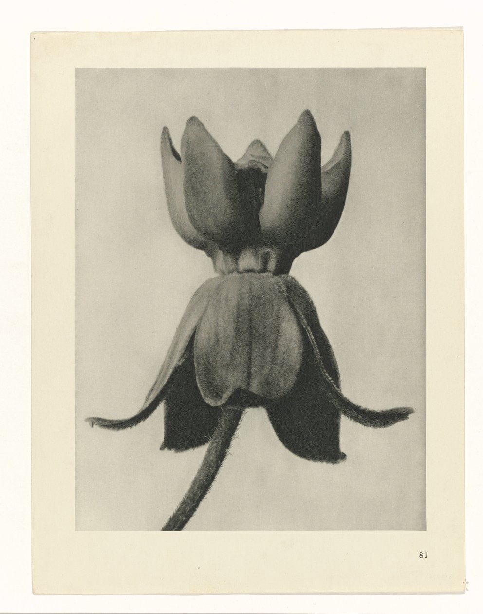 plánovat studii Archetypy umění (název série) od Karl Blossfeldt
