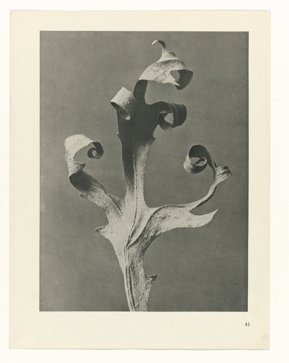 plánovat studii Archetypy umění (název série) od Karl Blossfeldt