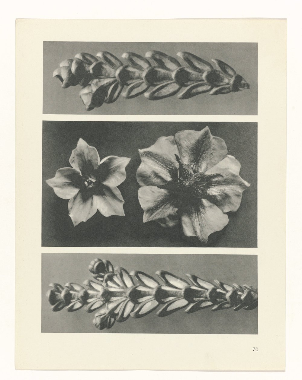 plánovat studii Archetypy umění (název série) od Karl Blossfeldt