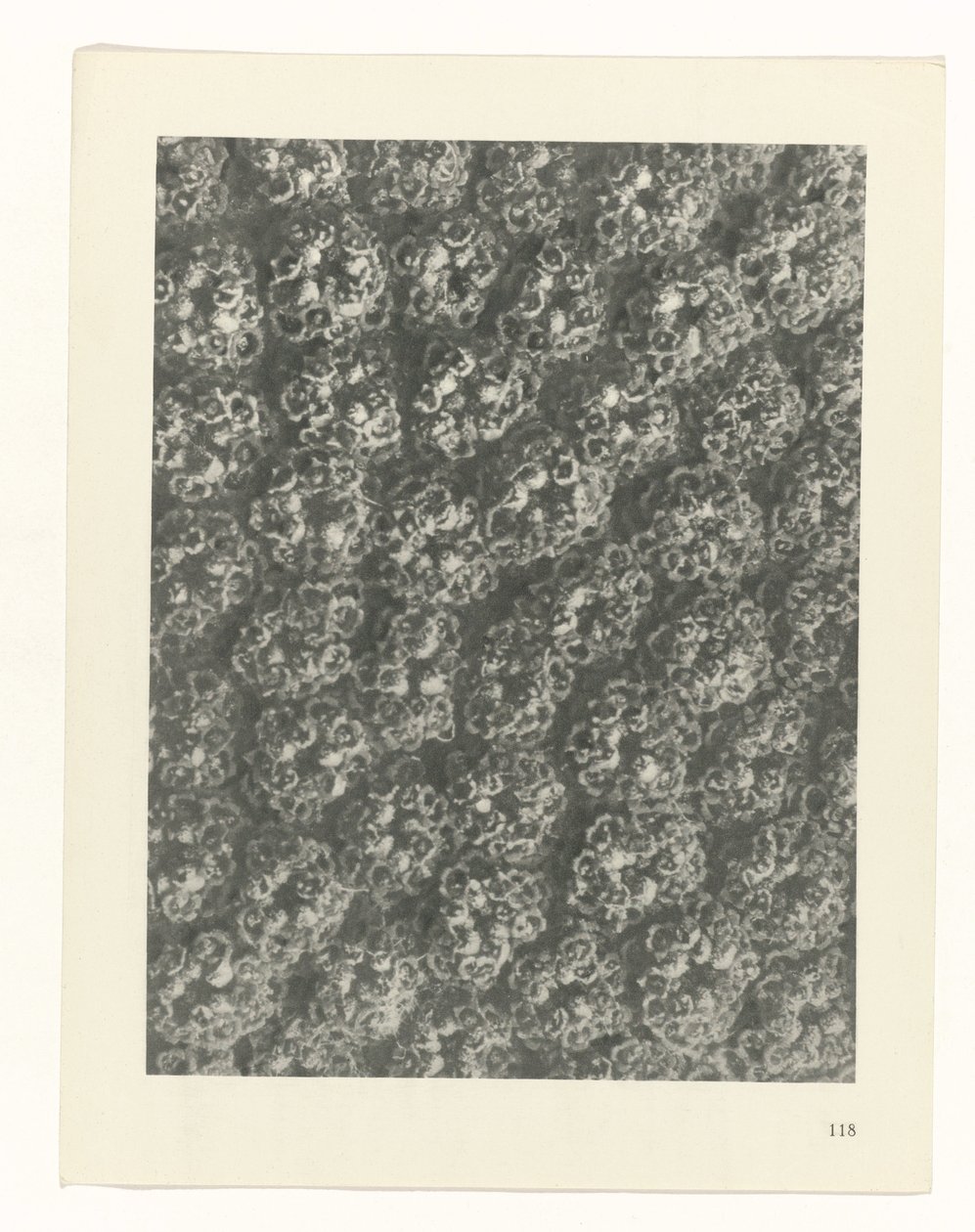 plánovat studii Archetypy umění (název série) od Karl Blossfeldt