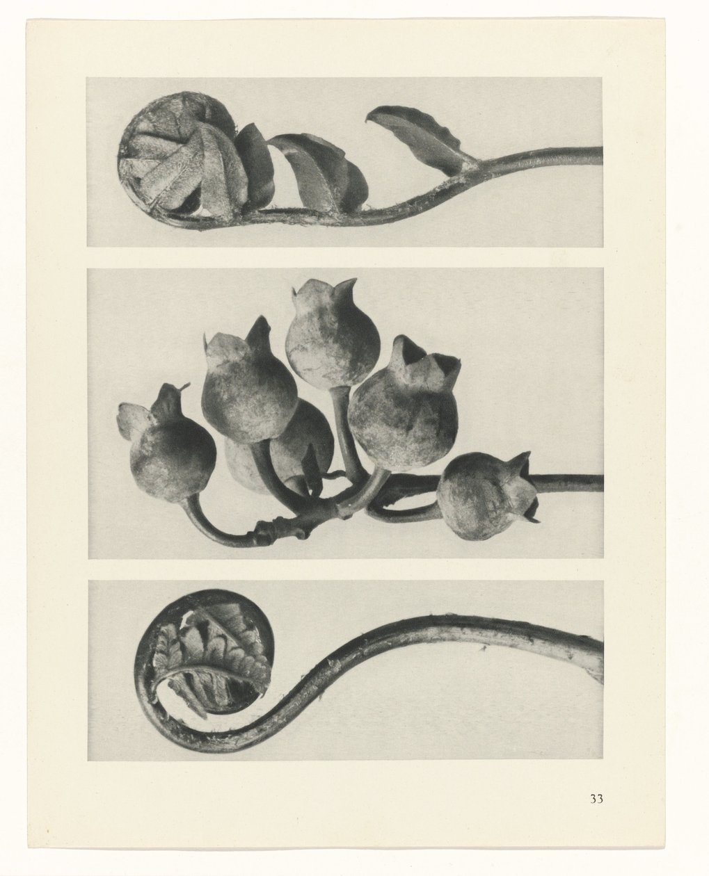 plánovat studii Archetypy umění (název série) od Karl Blossfeldt
