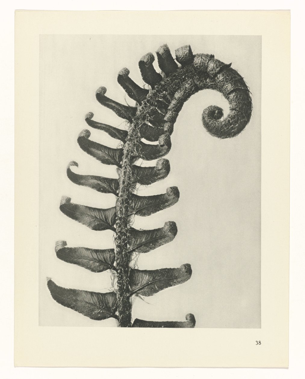 plánovat studii Archetypy umění (název série) od Karl Blossfeldt