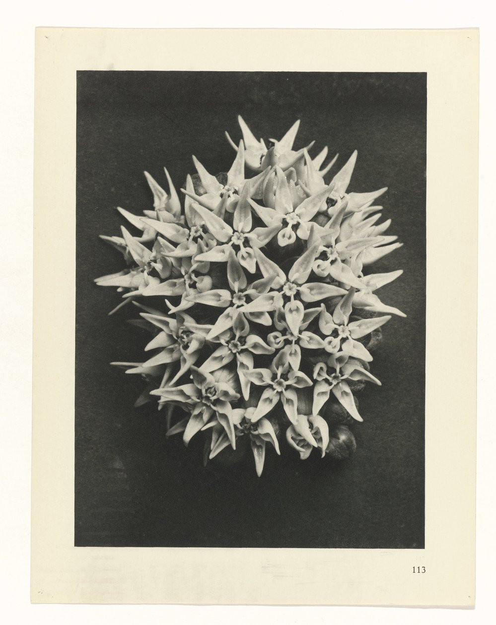 plánovat studii Archetypy umění (název série) od Karl Blossfeldt