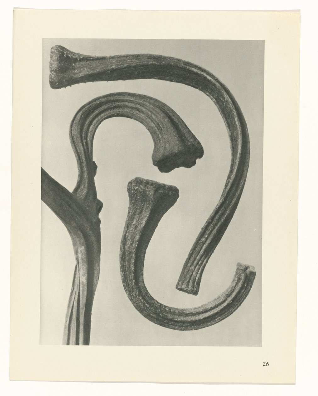 plánovat studii Archetypy umění (název série) od Karl Blossfeldt