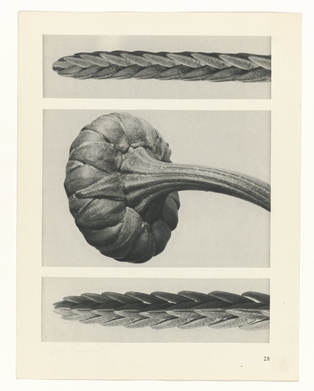plánovat studii Archetypy umění (název série) od Karl Blossfeldt