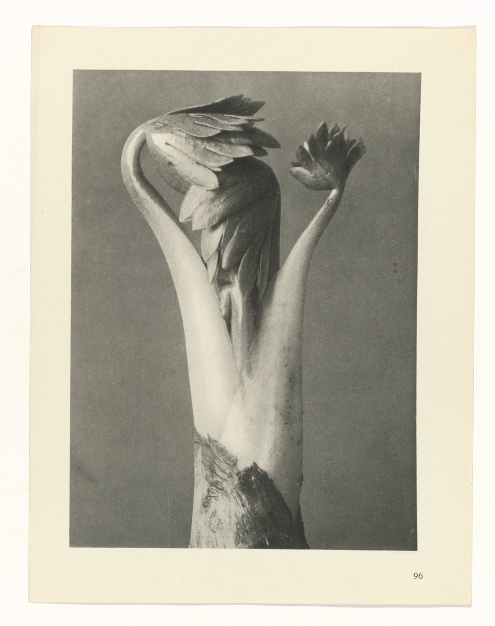 plánovat studii Archetypy umění (název série) od Karl Blossfeldt