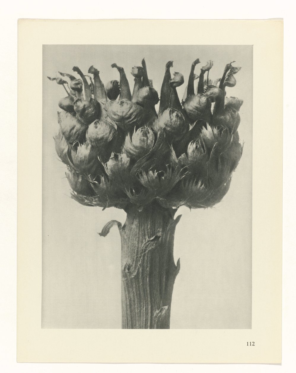 plánovat studii Archetypy umění (název série) od Karl Blossfeldt