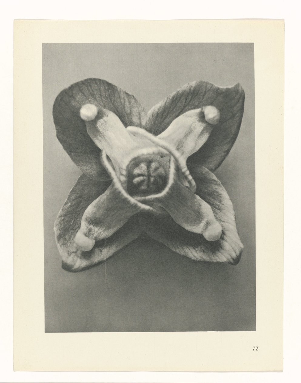 plánovat studii Archetypy umění (název série) od Karl Blossfeldt
