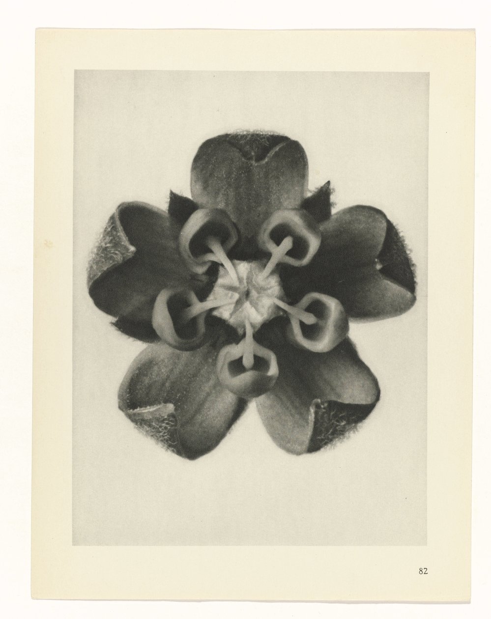 plánovat studii Archetypy umění (název série) od Karl Blossfeldt