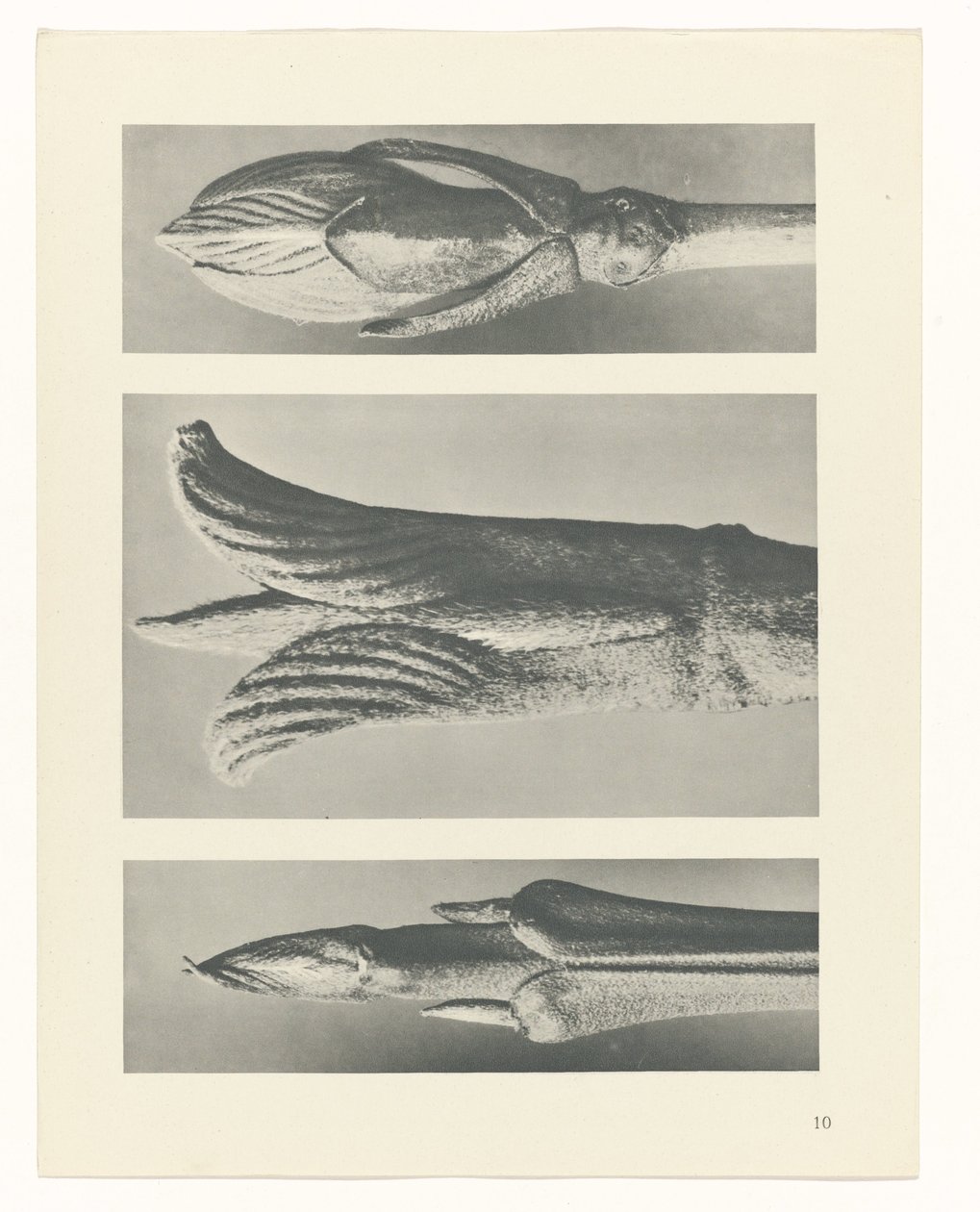 plánovat studii Archetypy umění (název série) od Karl Blossfeldt