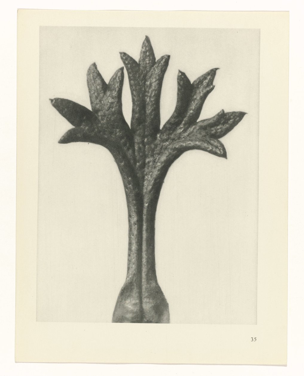 plánovat studii Archetypy umění (název série) od Karl Blossfeldt