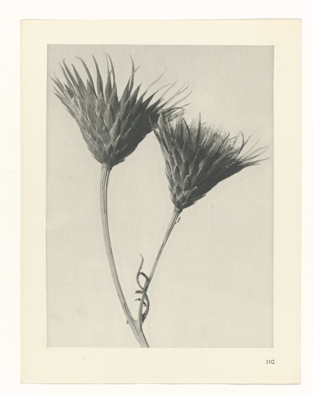 plánovat studii Archetypy umění (název série) od Karl Blossfeldt